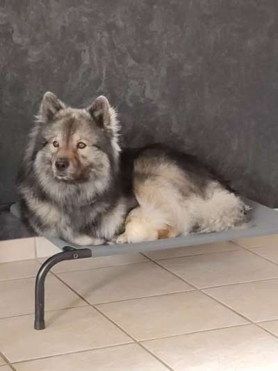 Eurasier hier?-Beitrag-Bild