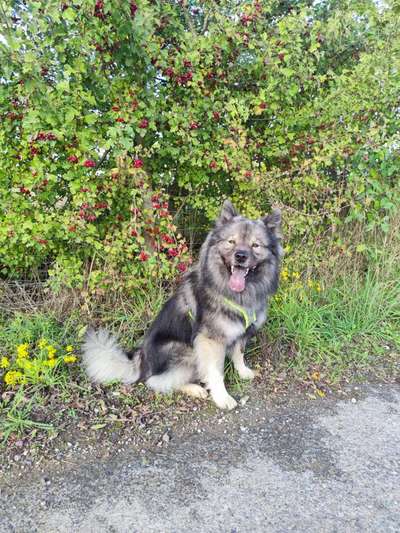 Eurasier hier?-Beitrag-Bild