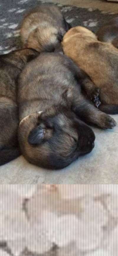 Eurasier hier?-Beitrag-Bild