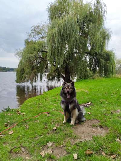 Eurasier hier?-Beitrag-Bild