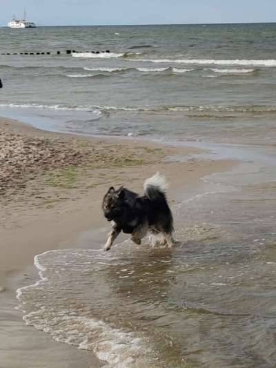 Eurasier hier?-Beitrag-Bild