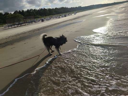 Eurasier hier?-Beitrag-Bild