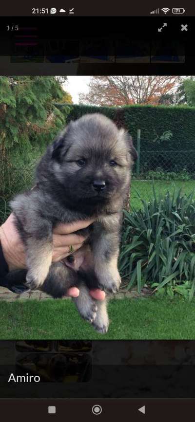 Eurasier hier?-Beitrag-Bild
