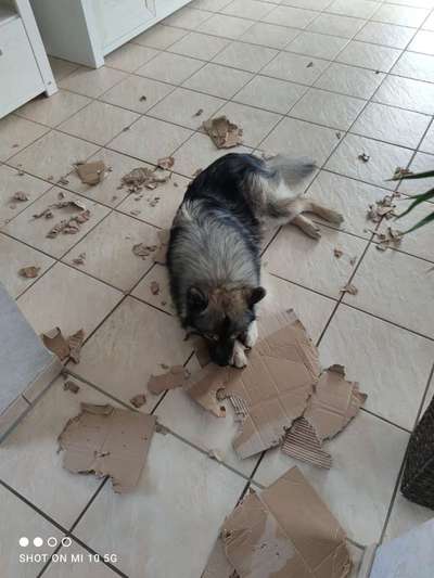 FOTOCHALLENGE: 25  Thema:  Hündische Haushaltshilfen-Beitrag-Bild