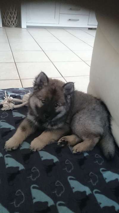 Welpen Bilder !-Beitrag-Bild