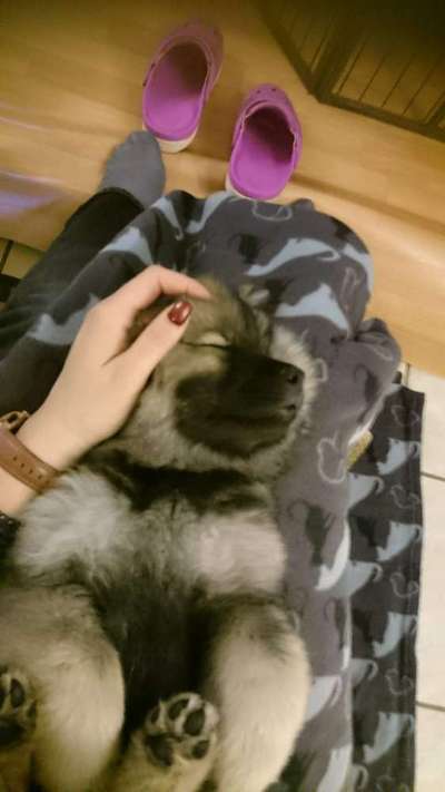 Welpen Bilder !-Beitrag-Bild