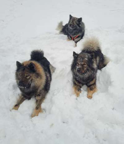 Eurasier hier?-Beitrag-Bild