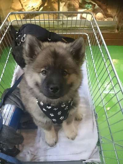 Als Welpen sind sie alle noch süßer-Beitrag-Bild