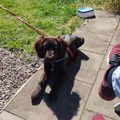 Hundetreffen-Welpenspiel für Junghunde-Bild