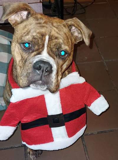 Dogorama Photo Challenge - Nikolaus-Beitrag-Bild