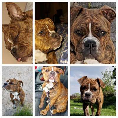 Fotocollage-Beitrag-Bild