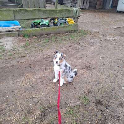 Hundetreffen-Spaziergang mit entdeckungfreudigen Welpen-Bild