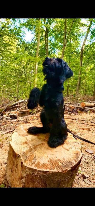 Dogorama Photo Challenge - Tricks, Tricks & Tricks!-Beitrag-Bild