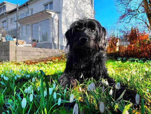 Dogorama Photo Challenge - Der Frühling kommt-Beitrag-Bild