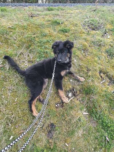 Die Dogorama Monats Challenge "Es grünt und blüht"-Beitrag-Bild