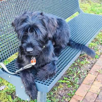 Wo sind die Riesenschnauzer?-Beitrag-Bild