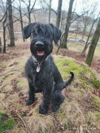 Wo sind die Riesenschnauzer?-Beitrag-Bild