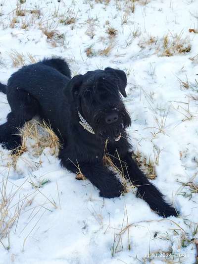 Wo sind die Riesenschnauzer?-Beitrag-Bild