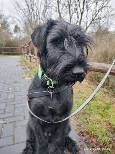 Wo sind die Riesenschnauzer?-Beitrag-Bild