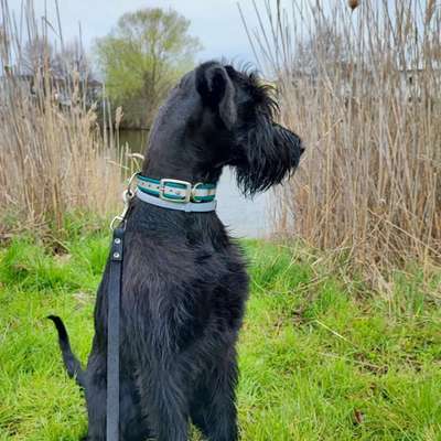 Wo sind die Riesenschnauzer?-Beitrag-Bild