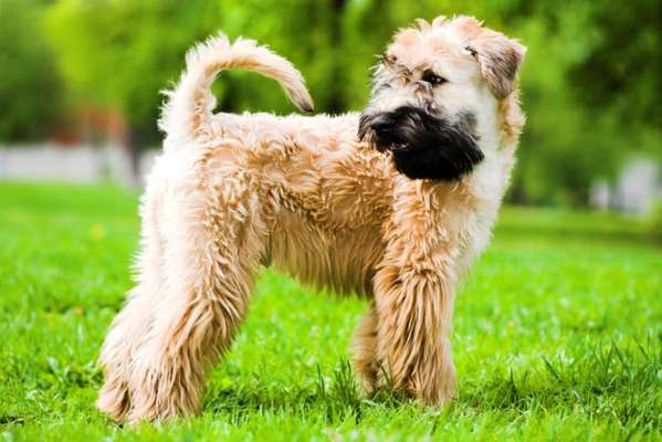 Soft coat wheaten terrier-Beitrag-Bild