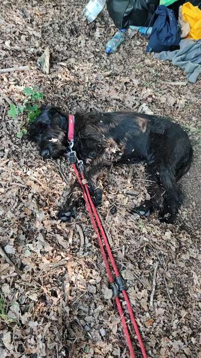 Wo sind die Riesenschnauzer?-Beitrag-Bild