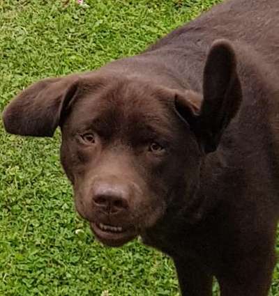 Die Dogorama Kalender Challenge Titelbild-Beitrag-Bild