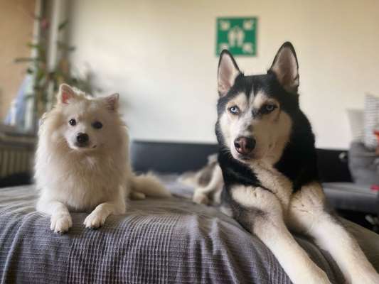 Hundetreffen-Gassi/Trainings treffen-Bild