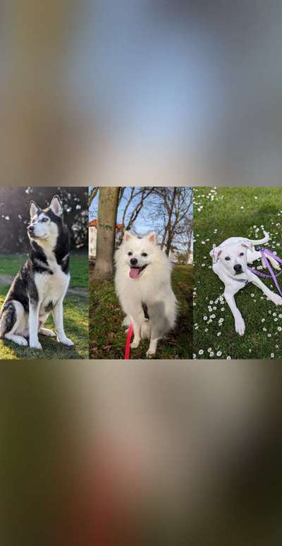 Hundetreffen-Gassi gehen, Kaffee trinken usw-Bild