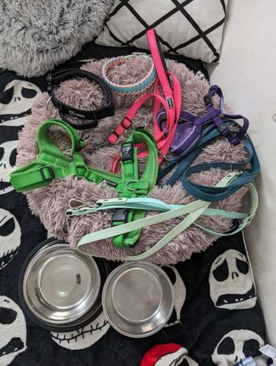 Hundezubehör-Beitrag-Bild