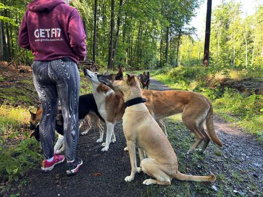 Hundetreffen-Hundekontakt (frei oder an der Leine) in Mannheim-Bild