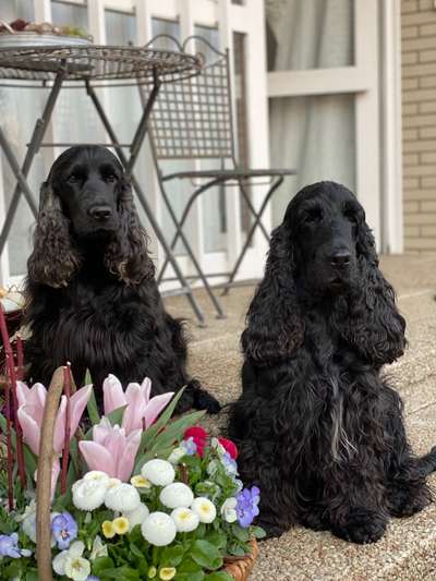 Cocker Spaniel-Beitrag-Bild