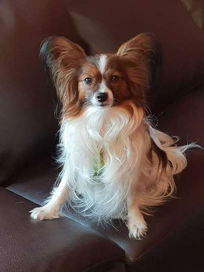 Wo sind die Papillon Besitzer?-Beitrag-Bild