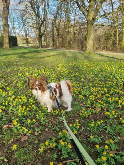 Wo sind die Papillon Besitzer?-Beitrag-Bild