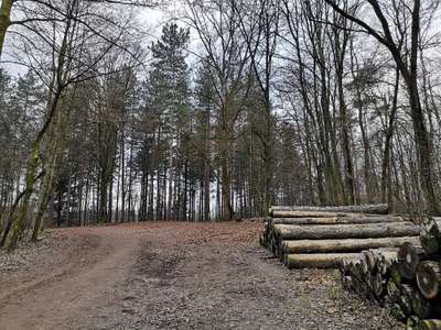 Hundeauslaufgebiet-Hundewiese Jaberg-Bild