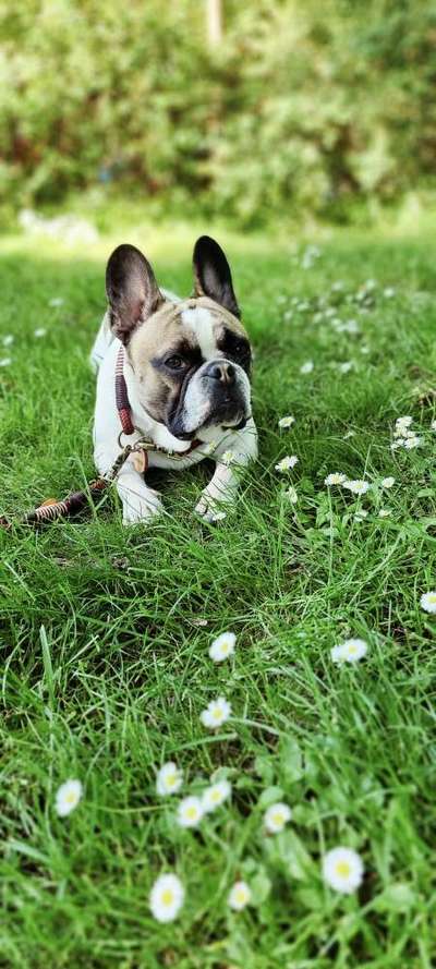 Die Dogorama Monats Challenge "Es grünt und blüht"-Beitrag-Bild