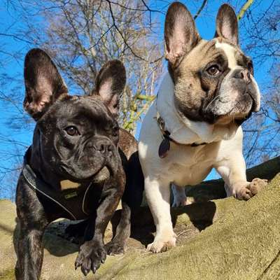 Hundetreffen-Frenchies & Bulldoggen-Bild