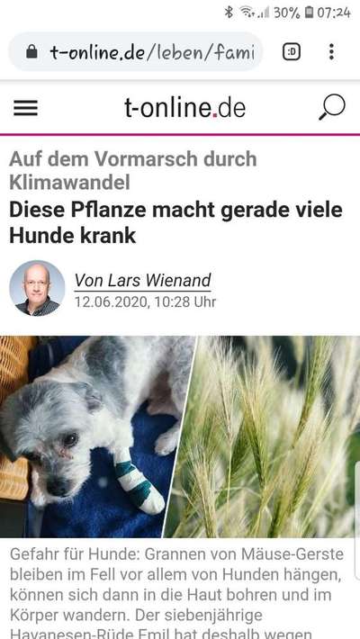 Mäuse-Gerste auf dem Vormarsch! Die unterschätzte Gefahr-Beitrag-Bild