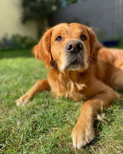 Wo sind die Golden Retriever Liebhaber?-Beitrag-Bild