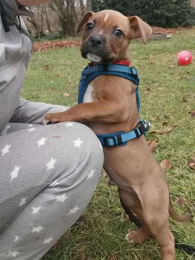 Welpen Bilder !-Beitrag-Bild