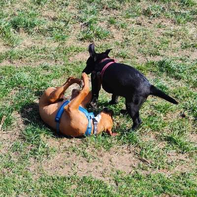 FOTO CHALLENGE 77 - Dein Hund im Spiel-Beitrag-Bild