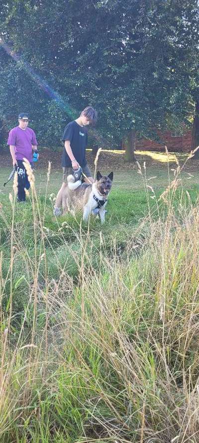 American Akita-Beitrag-Bild