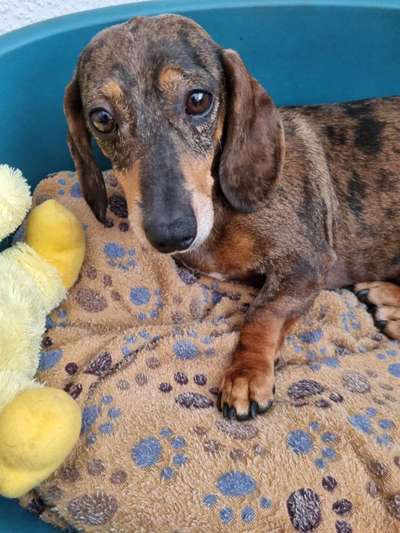 Auslandstierschutz-Beitrag-Bild