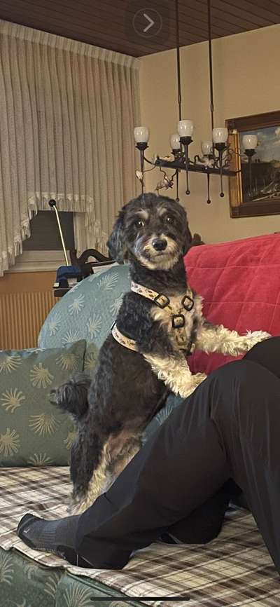 Warum liebst du deinen Hund?-Beitrag-Bild