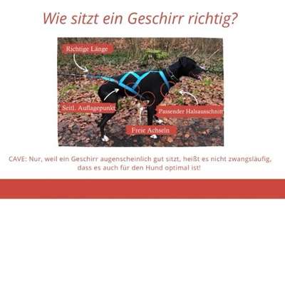 Zuggeschirr-Beitrag-Bild