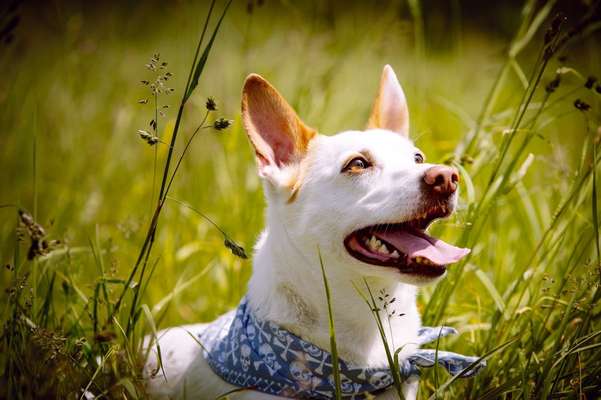 Fotochallange Nr. 57     PORTRÄT.   Beendet!!!!!!!!-Beitrag-Bild