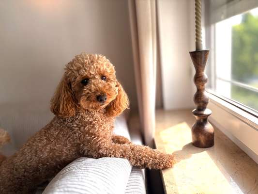 Hundetreffen-Spielen und toben-Bild