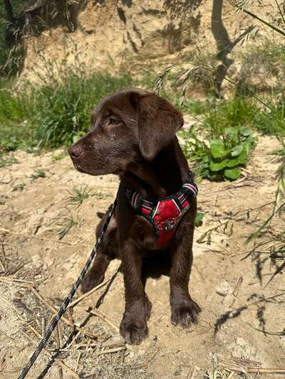 Hundetreffen-Welpentreffen Rostock-Bild