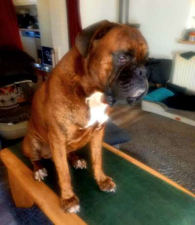 Hundetreffen-Max- deutsche Boxer- intakte Rüde.-Bild