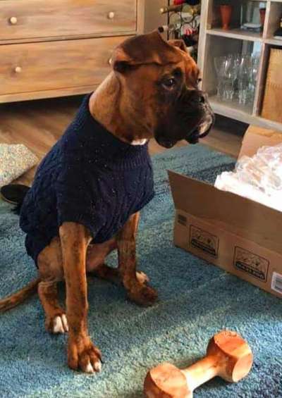 Lustigsten Grimassen von euren Hunden-Beitrag-Bild